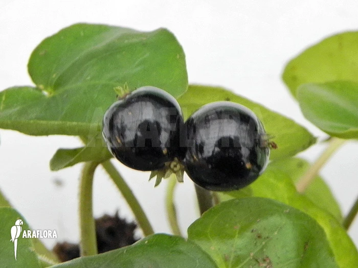 Geophila Repens 6 Geophila Repens - Image 6