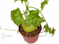 Gerrardanthus Macrorhizus