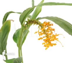 Ginger 'Globba Patens'