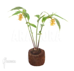 Ginger 'Globba Patens' -Green Haven Sales Store Globba patens 2