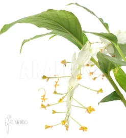 Ginger 'Globba Winitii (Mount Everest)'