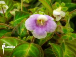 Gloxinella Lindeniana