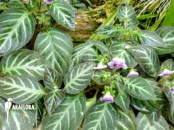 Gloxinella Lindeniana -Green Haven Sales Store Gloxinella lindeniana 8