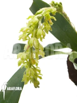 Orchid 'Gomesa Crispa'