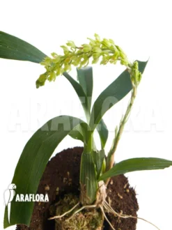 Orchid 'Gomesa Crispa' -Green Haven Sales Store Gomesa crispa 3
