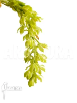 Orchid 'Gomesa Crispa' -Green Haven Sales Store Gomesa crispa 4