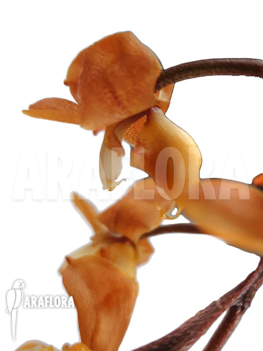 Orchid 'Gongora Armeniaca.' 1 Orchid 'Gongora Armeniaca.'