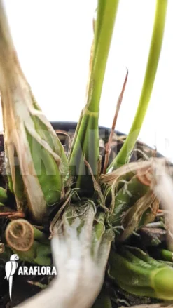 Orchid 'Gongora Armeniaca.' 8 Orchid 'Gongora Armeniaca.' -Green Haven Sales Store Gongora armeniaca 3