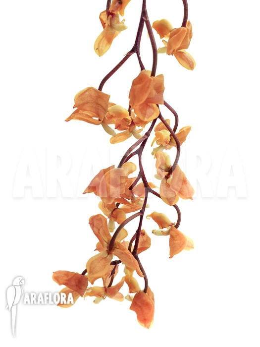 Orchid 'Gongora Armeniaca.' 4 Orchid 'Gongora Armeniaca.' - Image 4