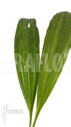 Orchid 'Gongora Armeniaca.' 10 Orchid 'Gongora Armeniaca.' -Green Haven Sales Store Gongora armeniaca 5