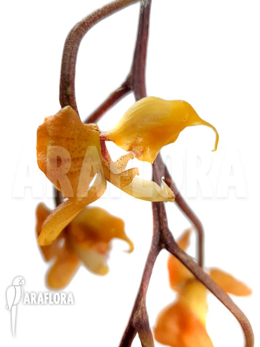 Orchid 'Gongora Armeniaca.' 6 Orchid 'Gongora Armeniaca.' - Image 6