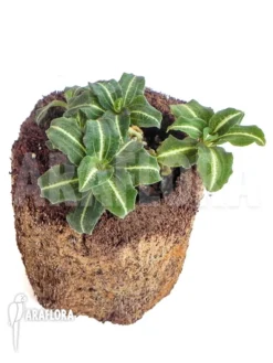 Juwel Orchid 'Goodyera Macrantha' -Green Haven Sales Store Goodyera macrantha 2