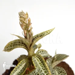 Juwel Orchid 'Goodyera Pusilla'