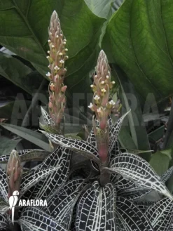 Juwel Orchid 'Goodyera Pusilla' -Green Haven Sales Store Goodyera pusilla 5