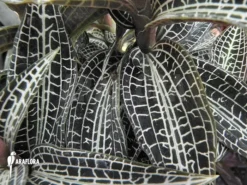 Juwel Orchid 'Goodyera Pusilla' -Green Haven Sales Store Goodyera pusilla 6