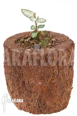 Juwel Orchid 'Goodyera Schlechtendaliana Var 'Nishikiran Japan'' -Green Haven Sales Store Goodyera schlechtendaliana var Nishikiran Japan 2