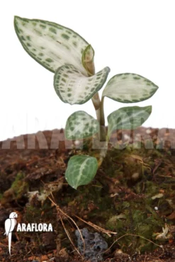 Juwel Orchid 'Goodyera Schlechtendaliana Var 'Nishikiran Japan'' -Green Haven Sales Store Goodyera schlechtendaliana var Nishikiran Japan 3