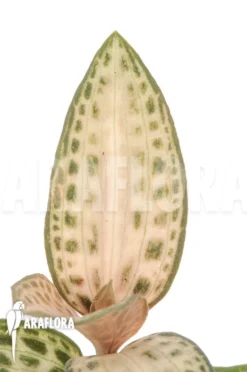 Juwel Orchid 'Goodyera Schlechtendaliana Var 'Nishikiran Japan'' -Green Haven Sales Store Goodyera schlechtendaliana var Nishikiran Japan 4