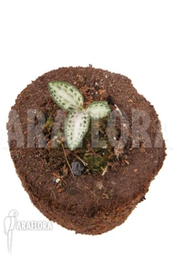 Juwel Orchid 'Goodyera Schlechtendaliana Var 'Nishikiran Japan'' -Green Haven Sales Store Goodyera schlechtendaliana var Nishikiran Japan 6