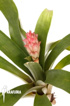 Bromeliad 'Guzmania Erythrolepia'