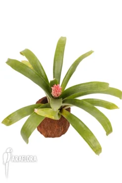Bromeliad 'Guzmania Erythrolepia' -Green Haven Sales Store Guzmania erythrolepia 2