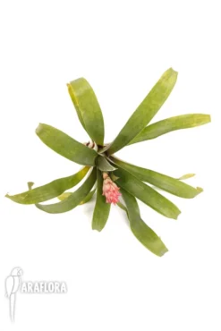 Bromeliad 'Guzmania Erythrolepia' -Green Haven Sales Store Guzmania erythrolepia 5