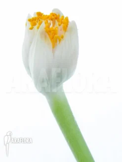 Haemanthus Albiflos -Green Haven Sales Store Haemanthus albiflos 2