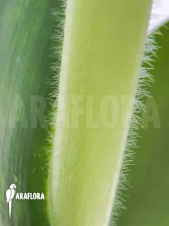 Haemanthus Albiflos -Green Haven Sales Store Haemanthus albiflos 3