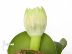 Haemanthus Albiflos -Green Haven Sales Store Haemanthus albiflos 6