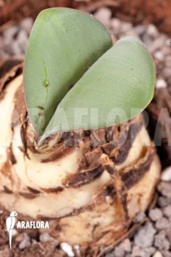 Haemanthus Coccinea 'XL' -Green Haven Sales Store Haemanthus coccinea XL 3