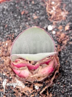 Haemanthus Coccineus Xl