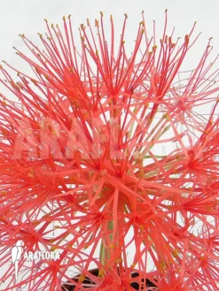 Haemanthus Multiflorus