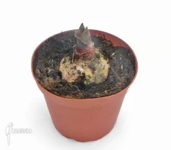 Haemanthus Multiflorus -Green Haven Sales Store Haemanthus multiflorus 2