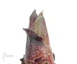 Haemanthus Multiflorus -Green Haven Sales Store Haemanthus multiflorus 3