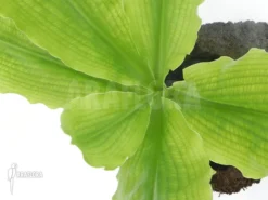 Haemanthus Multiflorus -Green Haven Sales Store Haemanthus multiflorus 5