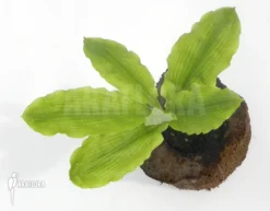 Haemanthus Multiflorus -Green Haven Sales Store Haemanthus multiflorus 6