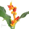 Java Ginger 'Hedychium Horsfieldii'