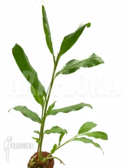 Java Ginger 'Hedychium Horsfieldii' Starter