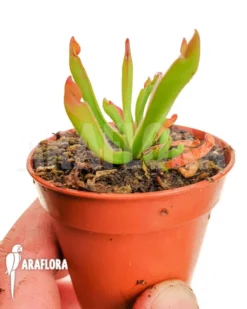 Sun Pitcherplant 'Heliamphora Heterodoxa Type B Starter