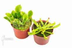 Sun Pitcherplant Heliamphora Starter Set 2 Plants
