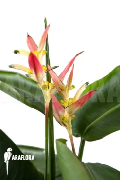 Heliconia Olympic Dream 'Heliconia Psittacorum' 'Hawaii'