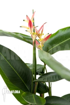 Heliconia Olympic Dream 'Heliconia Psittacorum' 'Hawaii' -Green Haven Sales Store Heliconia psittacorum Hawaii 2