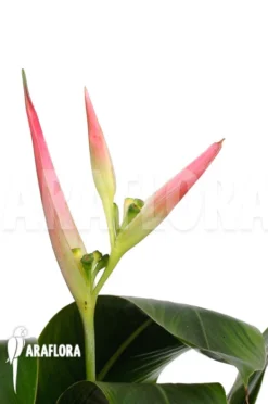Heliconia Olympic Dream 'Heliconia Psittacorum' 'Hawaii' -Green Haven Sales Store Heliconia psittacorum Hawaii 6