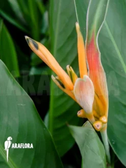 Heliconia Psittacorum 'Starter' -Green Haven Sales Store Heliconia psittacorum Starter 3
