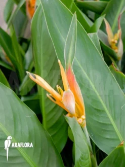 Heliconia Psittacorum 'Starter' -Green Haven Sales Store Heliconia psittacorum Starter 4