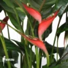 Heliconia Olympic Flame 'Heliconia Stricta'