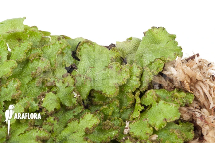 Hepatophyta Moss America 1 Hepatophyta Moss America