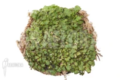 Hepatophyta Moss America 7 Hepatophyta Moss America -Green Haven Sales Store Hepatophyta moss America 3