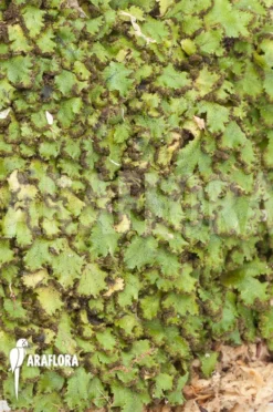 Hepatophyta Moss America 9 Hepatophyta Moss America -Green Haven Sales Store Hepatophyta moss America 5