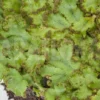Hepatophyta Moss Europe
